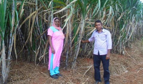 Sofia and Sheikh Ali showing their 2017 crop which promises a good yield this year