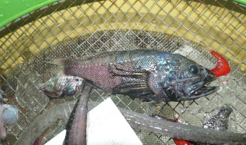A fish caught at 500m depth and that we called the rainbow fish until we could identify it