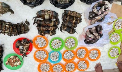 Mixed invertebrate commodities including mud crabs (Qari) and Polinices flemingianus, or moon snails (Drevula), being sold at Suva fish markets. Image © SPC