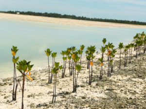 eki_mangroves_jul2011