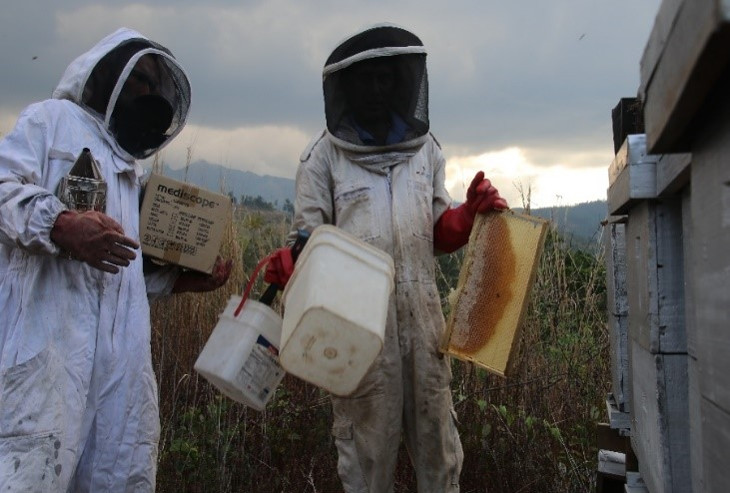 Bee hives for harvesting honey 